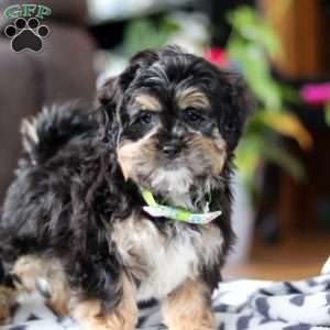 Titus, Shih-Poo Puppy